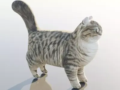 Siberian Cat Free 3D model