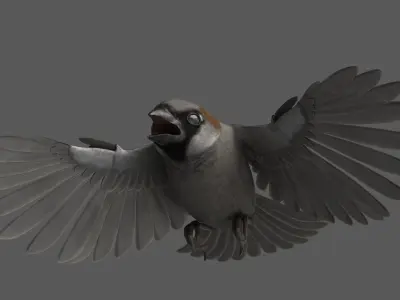 House Sparrow Rigged 3D model