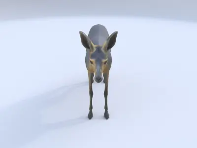 Patagonian Mara 3D model