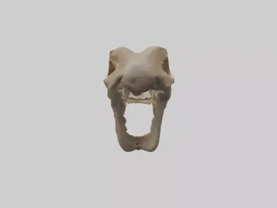 Kangaroo Jawbone Low-poly 3D model