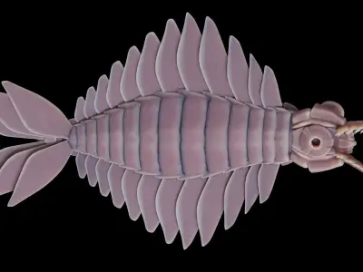 Anomalocaris Canadensis Low-poly 3D model