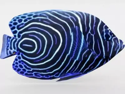 Angelfish Emperor Low-poly 3D model