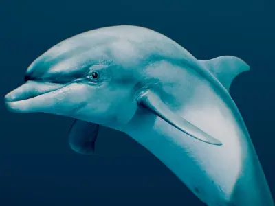 Bottlenose Dolphin 3D model