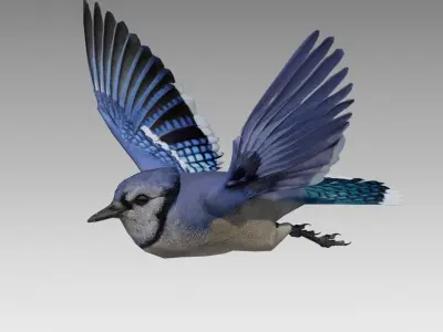 Blue Jay Animated Low-poly 3D model