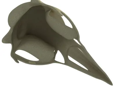 Skeleton of Bald Eagle Skull  3D model