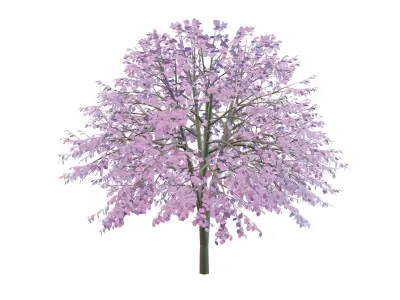 Cherry Tree Low Poly Free 3D model