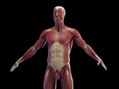 Human Male Muscles Static 3D model