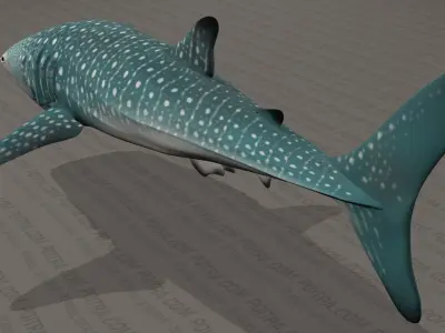 Whale Shark - Rhincodon Typus - Adult Male - Textured  3D model