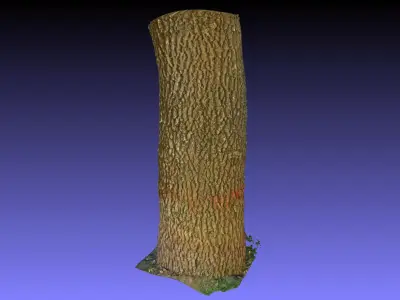 PART OF TREE Free 3D model
