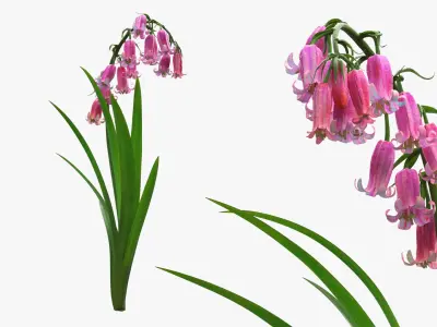 Campanula Bellflower Plant with Arching Stem Pink 3D model