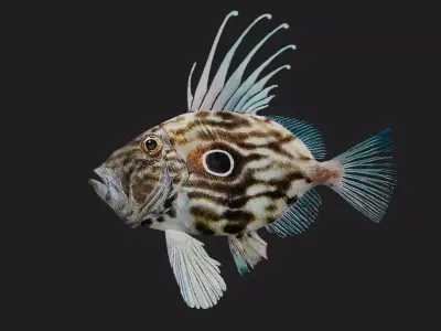 Dory fish Low-poly 3D model