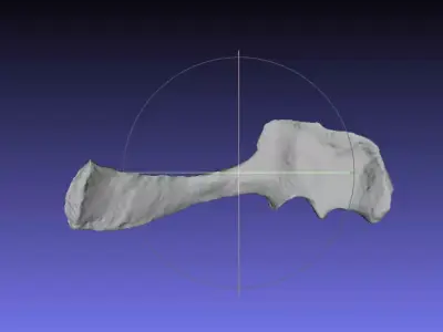 Psittacosaurus Left Scapula Coracoid Free 3D print model