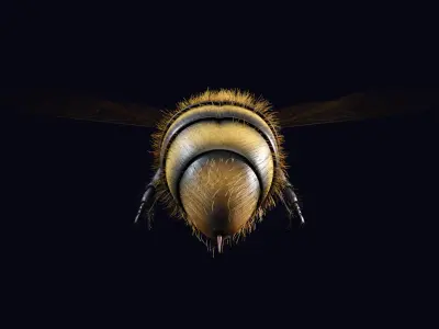 Animated Worker Bee  Rig  Flight Cycle  4K PBR   3D model