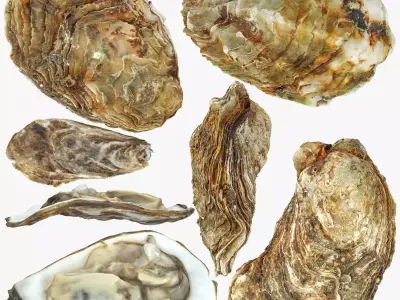Oyster collections set Low-poly 3D model