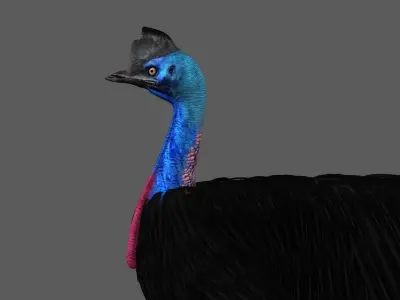 Cassowary struthio casuarius 3D model