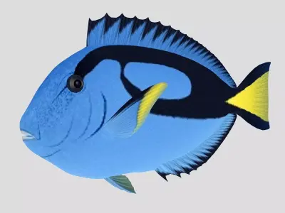  Blue Tang Tropical Fish Low-poly 3D model