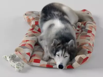 Sleeping Husky Dog 3D model