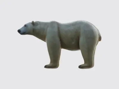 A large white polar bear standing  3D model