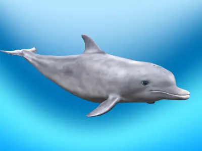 Dolphin Rig 3D model