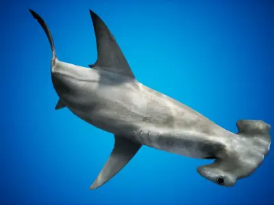 Hammerhead Shark with UE4 Support Low-poly 3D model