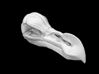 Dodo skull Low-poly 3D model