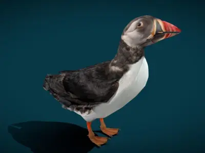 Atlantic Puffin Seabird Low-poly 3D model