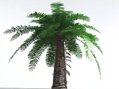 EVERYPlant Pseudoctnis Cycad 2 --12 Models-- 3D model