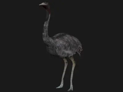 Emu and Ostrich birds 3D model
