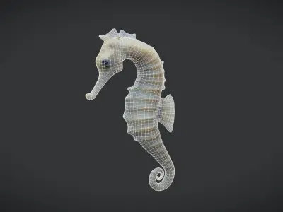 Seahorse - Hippocampus reidi Low-poly 3D model