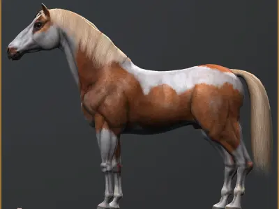 5 Additional Pinto Textures For Hero Horse Free 3D model