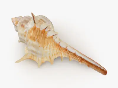 Murex Carbonnieri 3D model