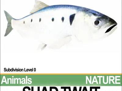 Twait Shad 3D model
