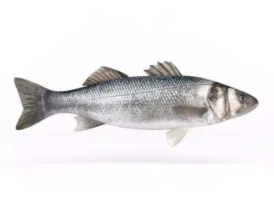 Seebass Fish 3D model