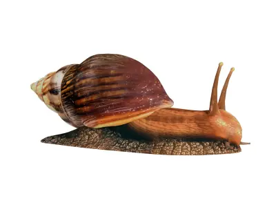 Giant African Land Snail Low-poly 3D model