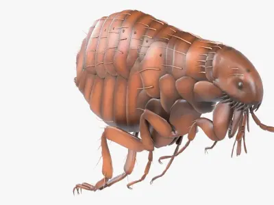 4K Textures Realistic Flea  Low-poly 3D model