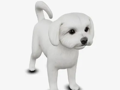 Dog Maltese Low-poly 3D model