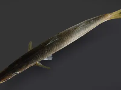 Realistic Red Barracuda Animated 3D model