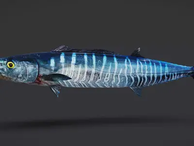 Wahoo Animated 3D model