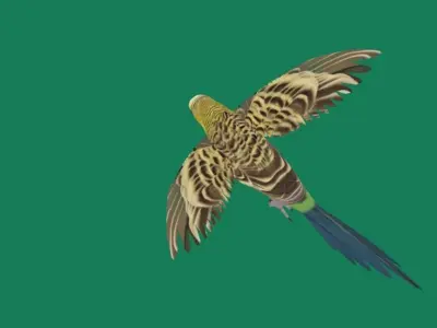 Budgerigar Parakeet Parrot Bird Low-poly 3D model