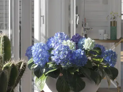  Large Mophead Hydrangea Plant Model, Blue 