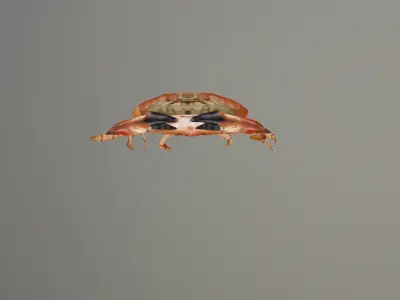 Crab 3D Low-poly 3D model