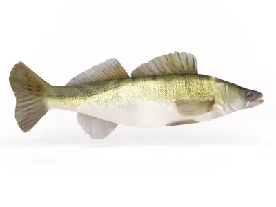 Zander Fish 3D model