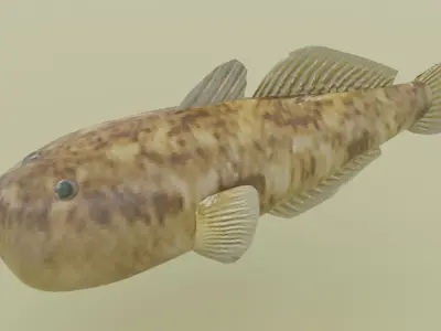 bullhead fish Low-poly 3D model