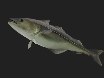 Cod fish Low-poly 3D model