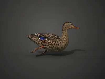 Mallard Female Animated VFX Grace 3D model