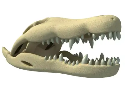 Crocodile Skull 3 3D model