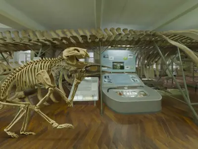 Realistic Mammals Fossil - Thylacoleo Low-poly 3D model