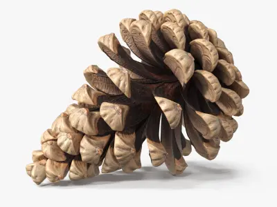 Partially Opened Pine Cone Brown 3D model