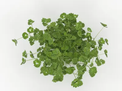 Plant Low-poly 3D model