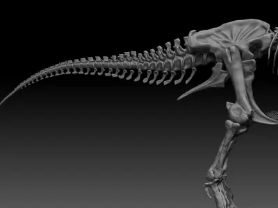Dinosaur SubTyrannosaurus Rex Full Skeletons - SubREX 3D model
